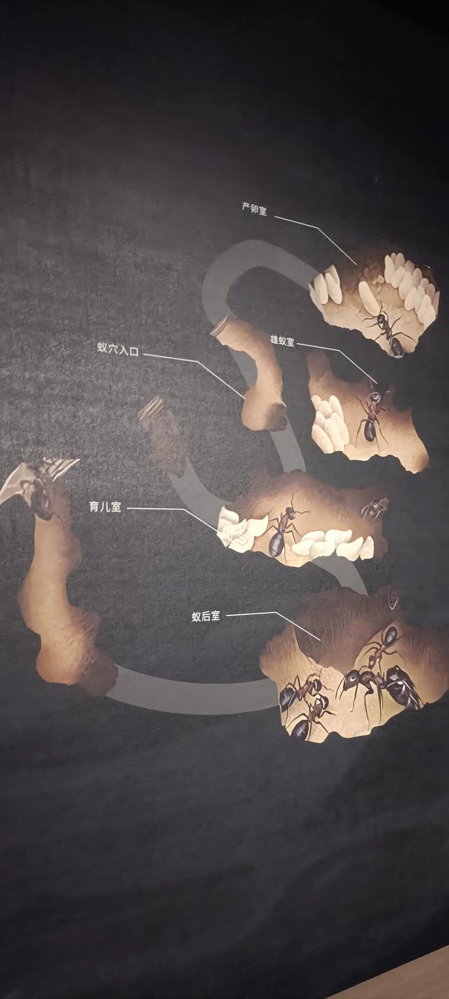 西安长安云昆虫展你来了吗