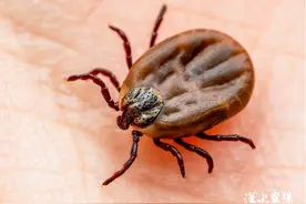 【健康小贴士】春季出游 谨防蜱虫叮咬图片