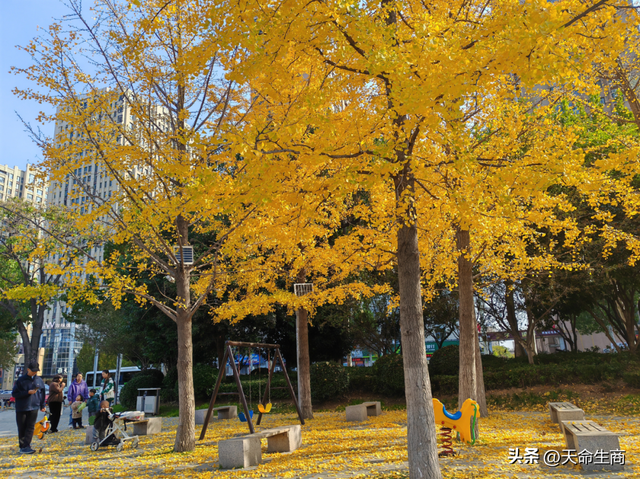 商丘：一城斑斓入画来