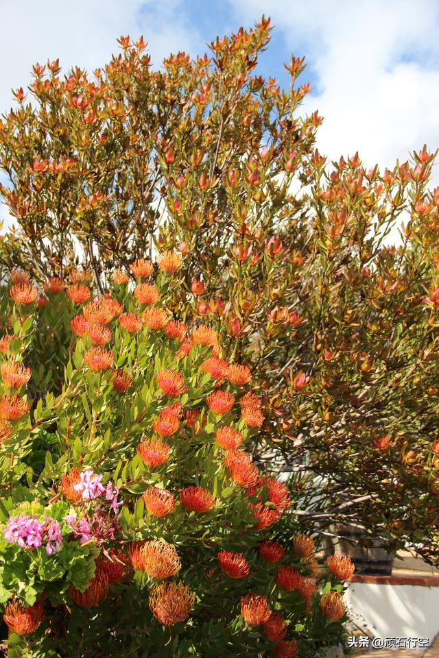 南部非洲：南非好旺角