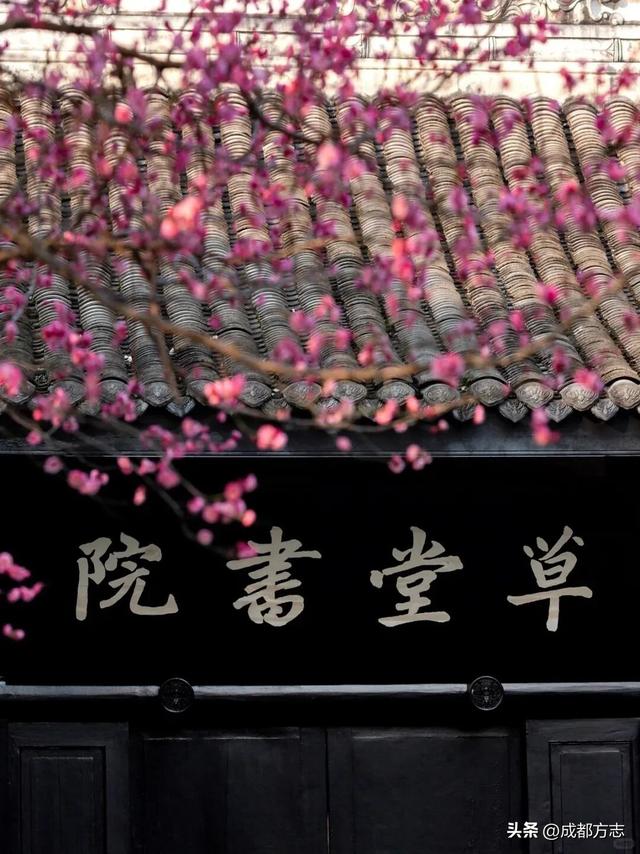 成都这波“梅”景太出片，错过再等一年~