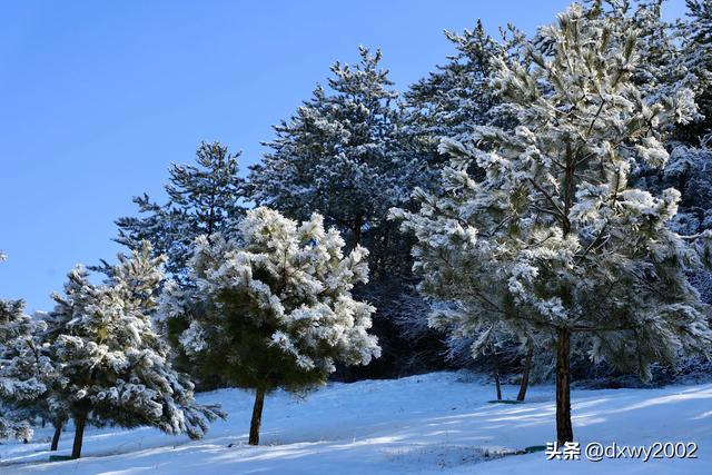 山西陵川雪后现雾凇美景