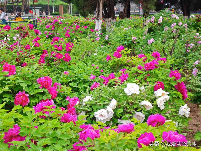 逛菏泽天香公园，这里牡丹很吸引游客，关键是二十四小时免费参观