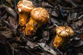 浙江泰顺发现珍稀濒危菌类栗褐松口蘑图片