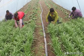 韭菜什么品种好？什么土壤适合种韭菜？怎么浇水和施肥才能长好？图片