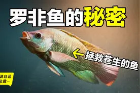 40年前的“垃圾鱼”变身高级“潮鲷”？为什么你买不到母罗非鱼？图片