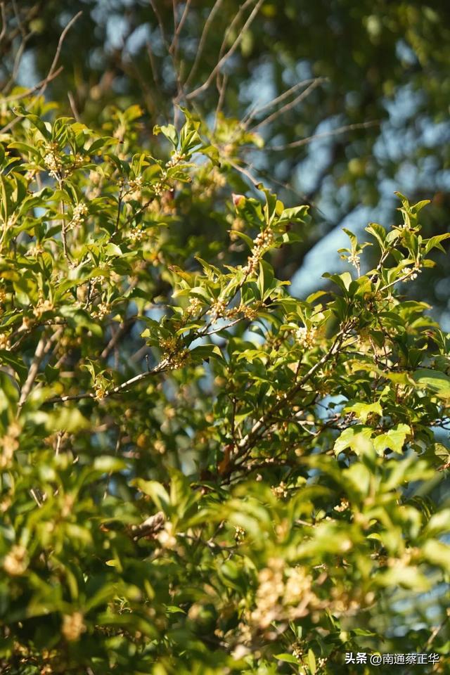 如东的秋天，都藏在这里了→