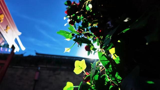 冬日暖阳下，邂逅一个慢时光里的杨柳青