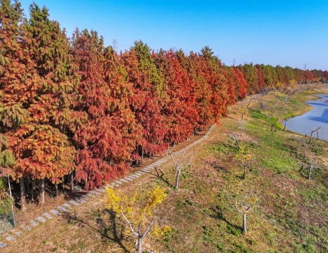 超出片！在这里一键解锁限定杉色