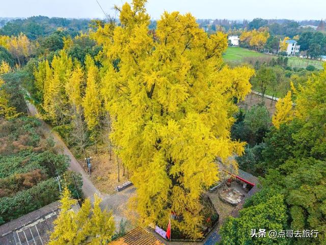 成都这5大千年银杏，超级惊艳，其中一株相传是杨贵妃种植！