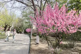 春光无限好 赏花正当时图片