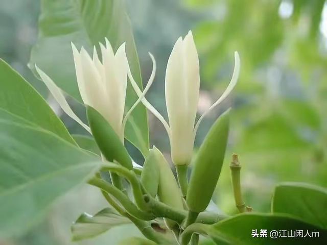 龙江逛一圈有感：金城江龙江两岸若建成这样，怕是要成网红打卡地