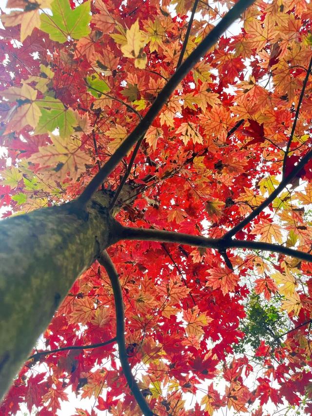 银杏拍照指南！10个出片宝藏地+3个手工教程，手把手教你出片！