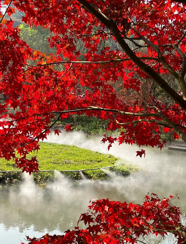清远深秋十大免费打卡地，邂逅岭南最美金黄秘境！