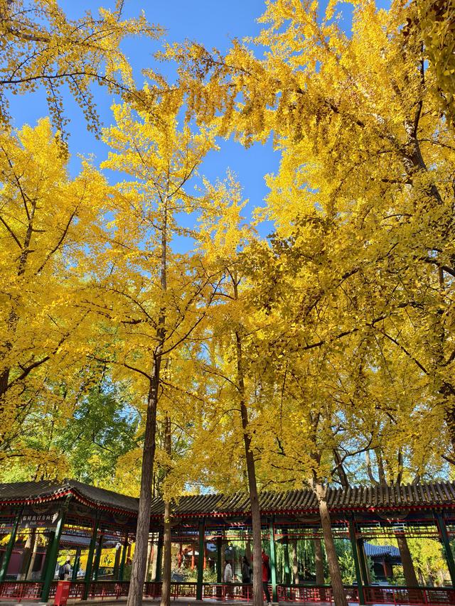 北京的秋是七彩的