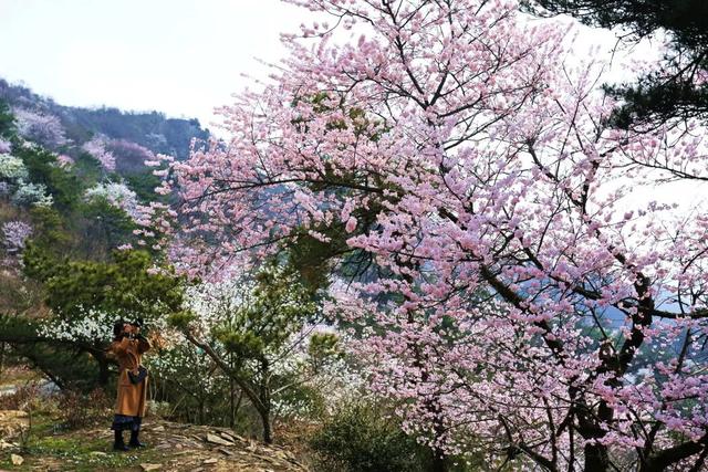 春风十里，不如大洪山有你！全国女士免门票，男士半价！还有专属福利等您来～