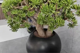 这6种花“真吉利”养在客厅，个个都有好兆头，长势强壮、颜值高图片