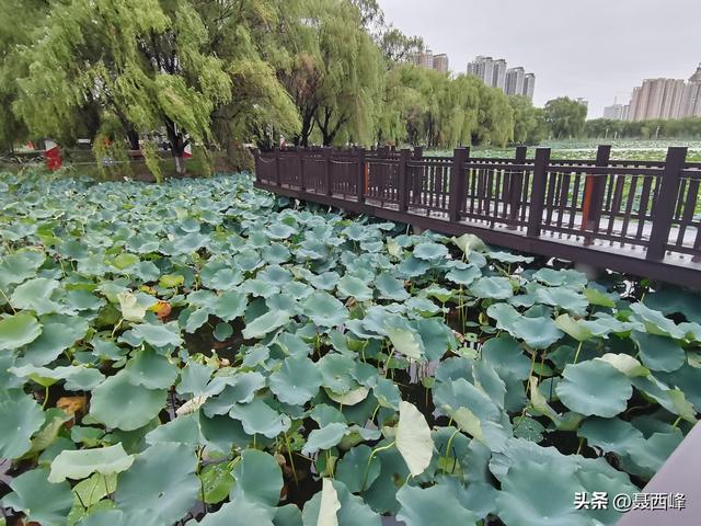湖岸风光:秋菏