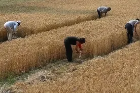 农村收麦子全过程，50/60/70/80/90后的回忆，粒粒皆辛苦！图片