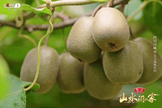 看完《山水间的家》，一人说一个爱上夹关镇的理由！