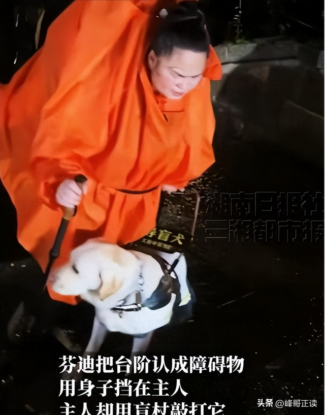 爬泰山的作死夫妻被制裁！导盲犬被收回，身份被扒，家里还有一只