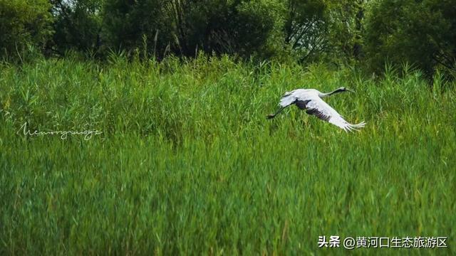 【黄河口生态旅游区】秋日出游全攻略 赏“大自然的调色盘”