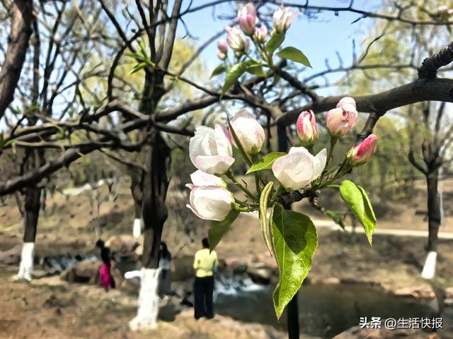 长春梨花文化周绘就生态文旅新画卷