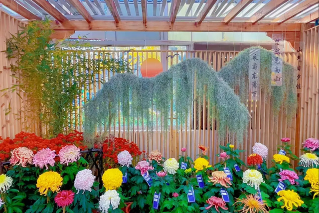 不当“菊”外人，丰台赏菊正当时！