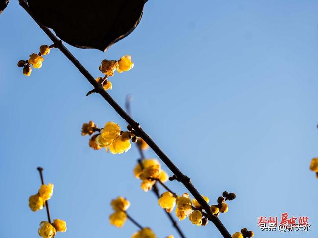 秦州：古宅腊梅灿 暗香沁心脾