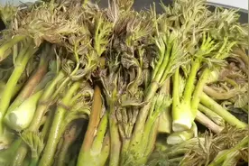 再贵也要吃，公认的“东北野菜王”，比香椿营养，比荠菜鲜香图片