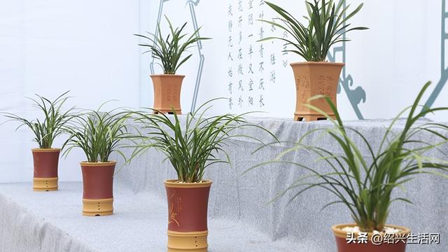 2025绍兴盆景艺术展10月亮相嵊州！邀您共赴一场视觉盛宴