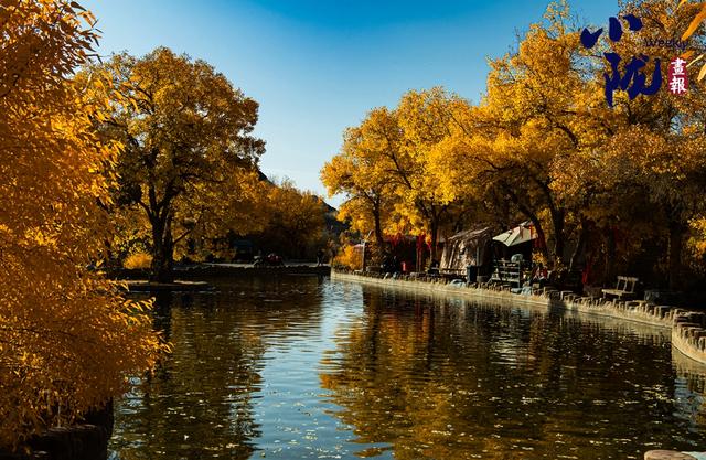 【小陇画报·427期】多坝沟胡杨峡 隐藏着大西北的极致秋色