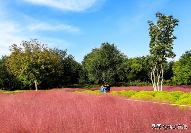 立冬已至，潍坊的秋意仍浓，这里的风景绝美