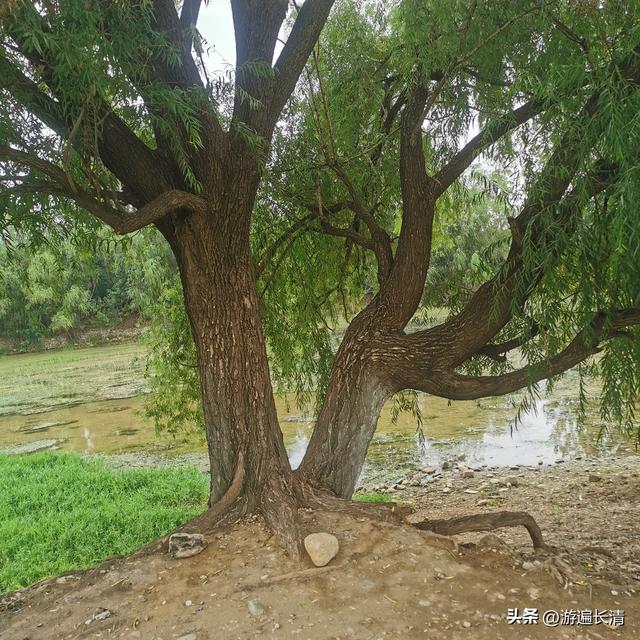 &057.泉水，惹人如此爱怜---玉符河沿途观景