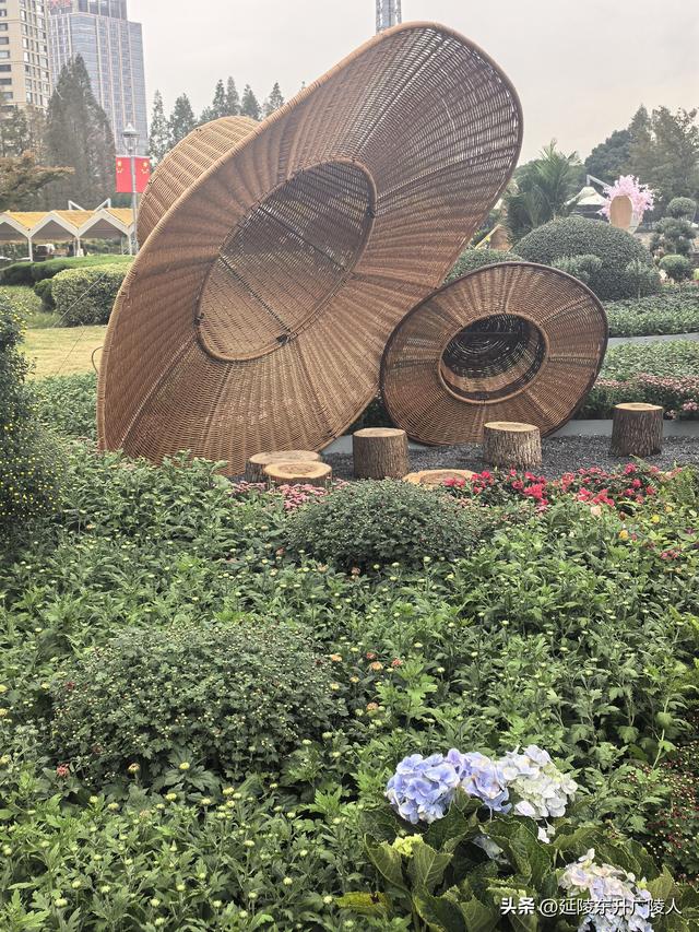 武进新天地公园菊花展 乡村田园风 今年又不同