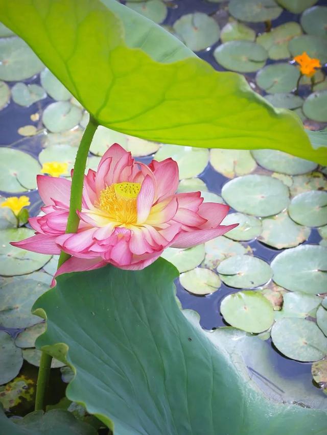 大理周边游｜解锁夏日限定“荷”颜悦色