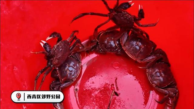 在西青，来一场秋日治愈之旅