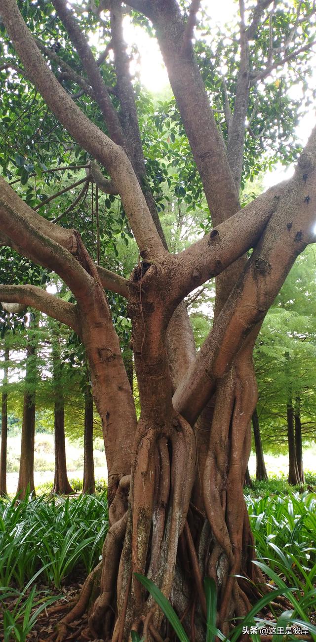 普洱五湖国家湿地公园