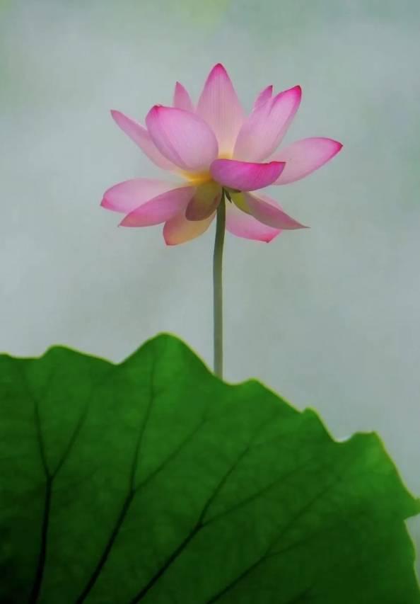 长春限定！点击收获绝美花开瞬间→