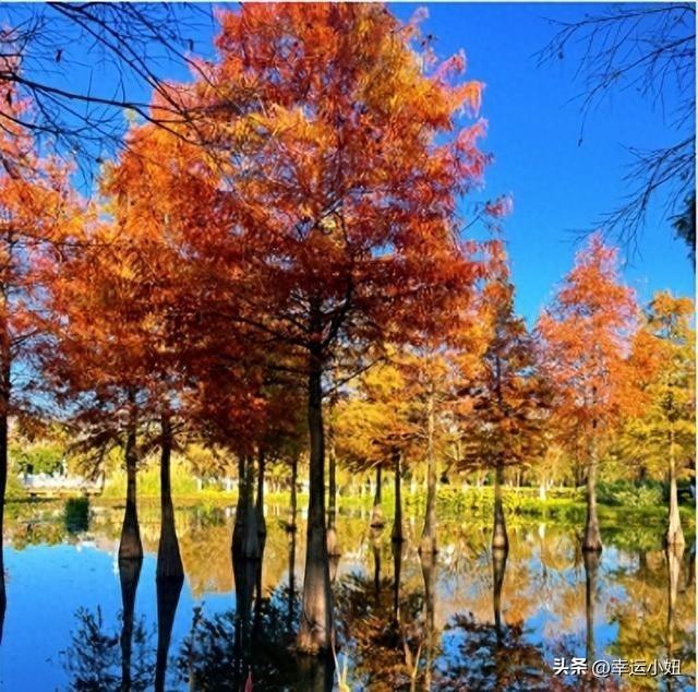 昆明私藏的“小加拿大”，99%的人不知