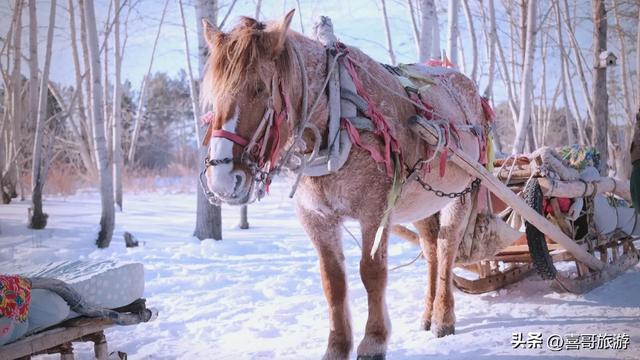 穿梭冰雪童话：哈尔滨雪橇梦幻之旅