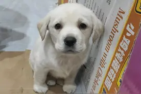 农村大集300元买的拉布拉多，养了3个月，变成了这样。图片