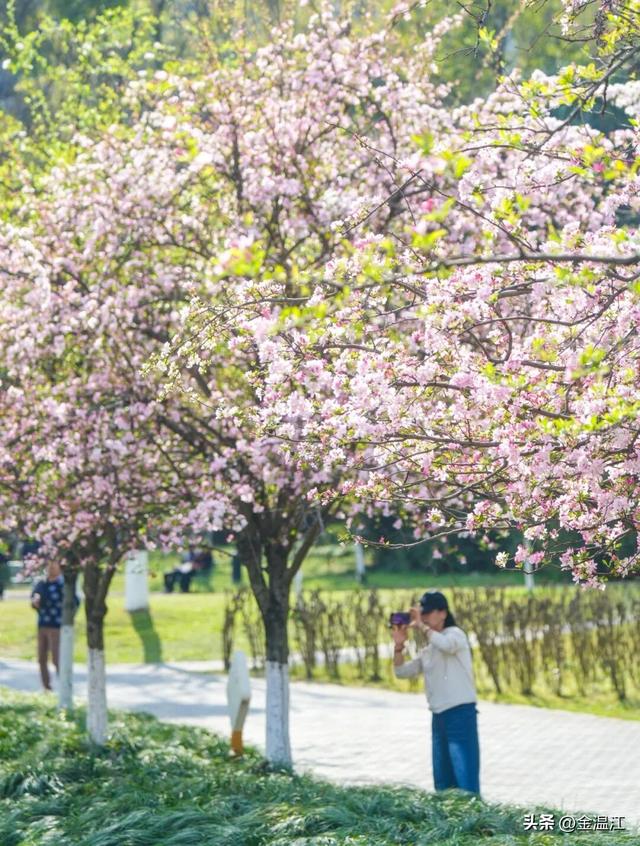 垂丝海棠正盛！温江春日的粉色滤镜开启～