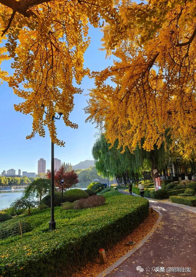 大连市内银杏顶流，百年公园银杏最佳观赏期到了