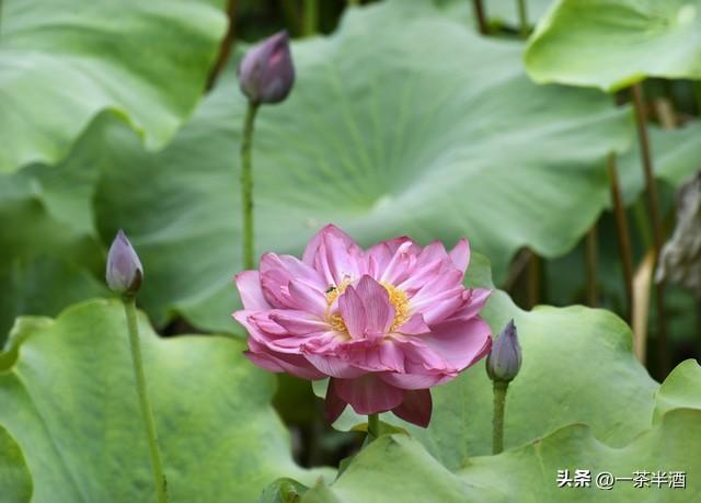 自驾营地：山东济宁市境内免费床车房车营地停车场主要景点及美食