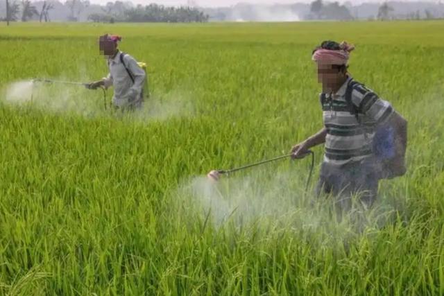 央视曝光“毒蔬菜”！0.08克便可致器官衰竭，已流窜到全国多地