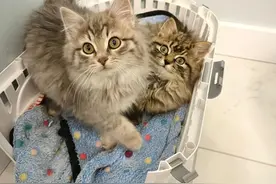 路人发现了猫妈妈和三只小奶猫，每只都是梦中情猫图片