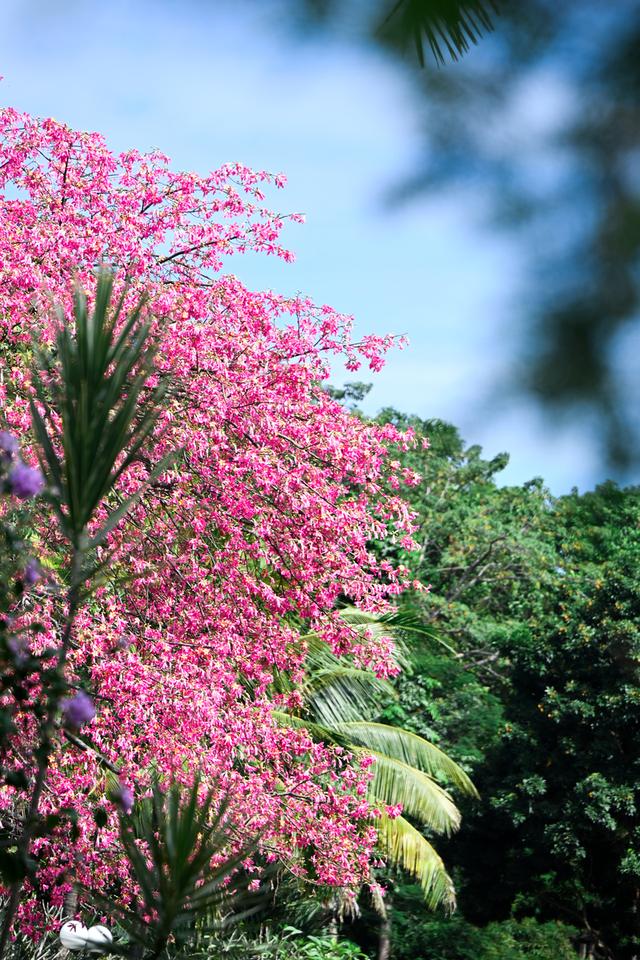深活指南｜免费！深圳这些赏花点美成漫画，不允许有人不知道！