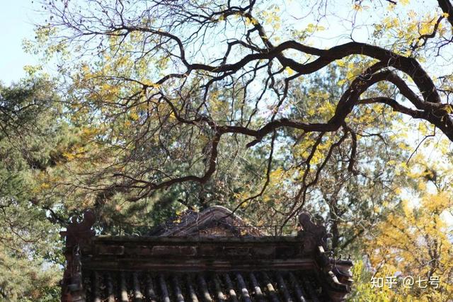 在八大处，寻到了北京最美的秋