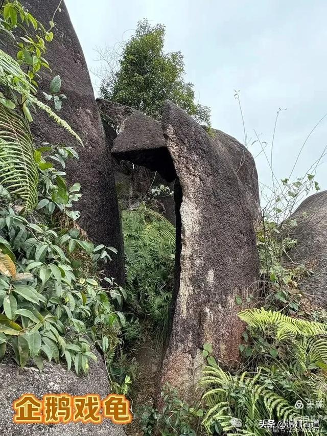 一步一景，奇石不断！温州这处奇石纷呈的的免费景区你可去过？